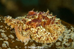 Camouflage. A tiny pygmy (aka California lilliput) octopu... by Douglas Klug 